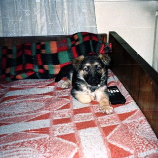 German Shepherd puppy lies on a bed with a remote.