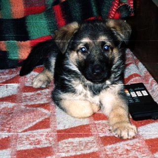 German Shepherd puppy lies on a bed with a remote.