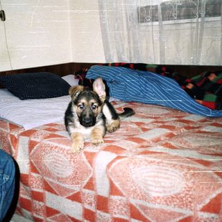 German Shepherd puppy lies on a bed in a room.