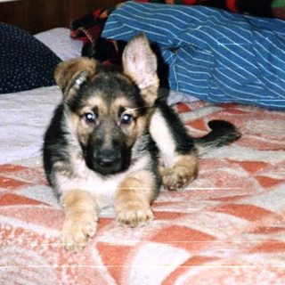 German Shepherd puppy lies on a bed in a room.
