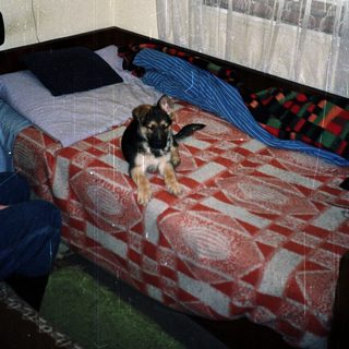 German Shepherd puppy sits on a bed in a room.
