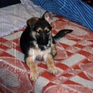 German Shepherd puppy sits on a bed in a room.