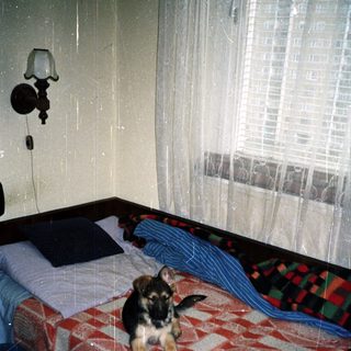 German Shepherd puppy sits on a bed in a room.