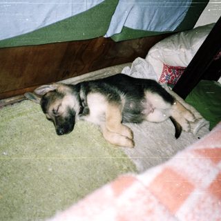 Here's a brief summary: Sleeping puppy rests on a blanket near a bed.