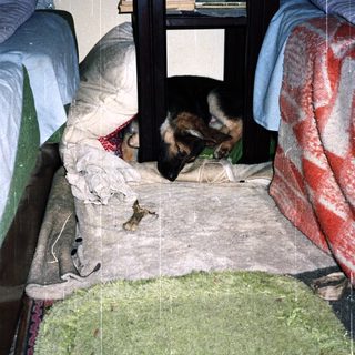Dog sleeps on a rug between two beds.