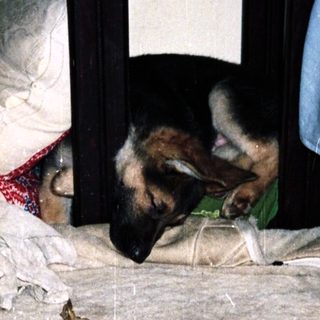 Dog sleeps on a rug between two beds.