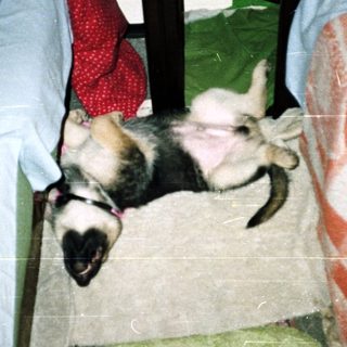 Dog sleeping on a bed with colorful bedding.