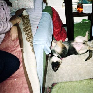 Dog sleeping on a bed with colorful bedding.