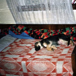 Dog sleeps on a bed with a plaid blanket.
