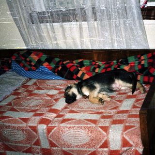 Dog sleeps on a bed with a plaid blanket.
