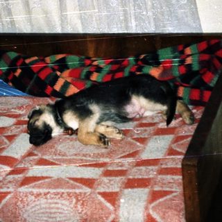 Dog sleeps on a bed with a plaid blanket.