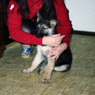 Woman holds a puppy in a room with furniture.