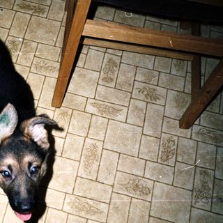 Here's a brief summary of the image: Puppy looks up from a tiled floor near a table.
