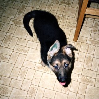 Here's a brief summary of the image: Puppy looks up from a tiled floor near a table.