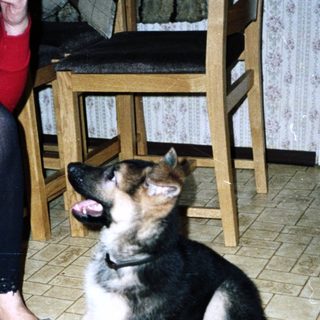 German Shepherd puppy sits on a tiled floor near a person.