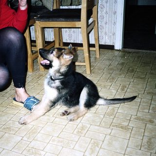 German Shepherd puppy sits on a tiled floor near a person.