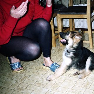 German Shepherd puppy sits on a tiled floor near a person.