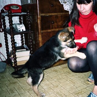 Woman interacting with a German Shepherd puppy indoors.