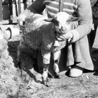 Couple poses with a lamb in a rural setting.
