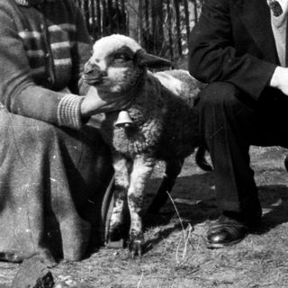 Couple poses with a young lamb in a yard.