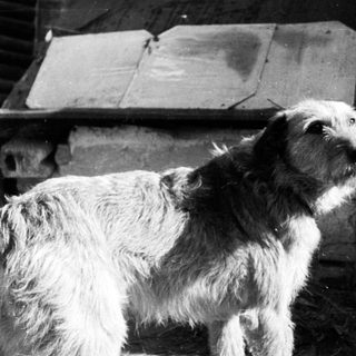 Here's a brief summary of the image: Dog standing near a metal container in a black and white photo.