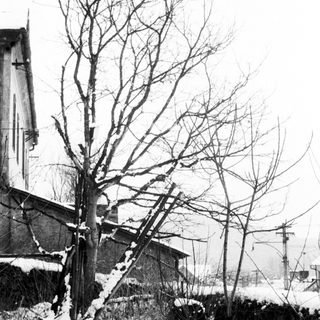 Here's a brief summary of the image: Snow-covered landscape with bare trees and a building.