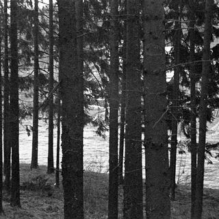 Here's a brief summary of the image: Tall trees obscure a view of a snowy landscape.