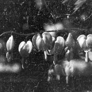 Here's a brief summary of the image: Black and white image of a string of seed pods.