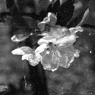 Close-up black and white image of delicate flower blossoms.