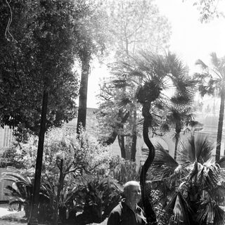 Man walks through a garden with palm trees.