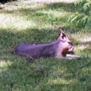 Two foxes lie in grass near a wooden fence.