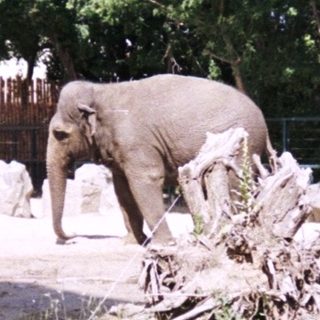 Two elephants are in an enclosure with a rocky landscape.