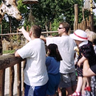 People view a giraffe at a zoo enclosure.