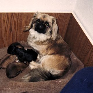 Pekingese dog with puppies in a wooden box.