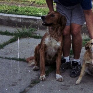A person stands with two dogs in front of a house.