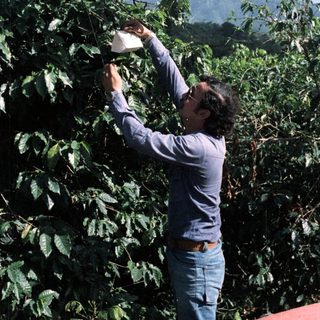 Man tending to a coffee plant in a lush landscape.