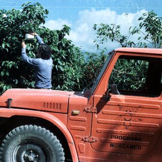 Man in vehicle appears to be inspecting a coffee plantation.