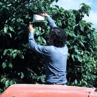 Man in vehicle appears to be inspecting a coffee plantation.