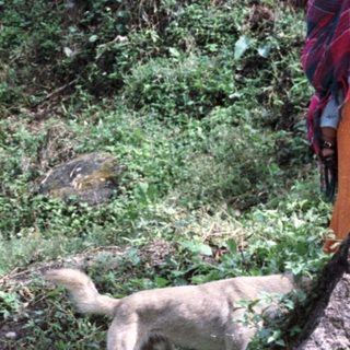 Woman with child stands near goats in a forested area.