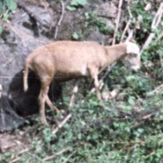 Woman with child stands near goats in a forested area.