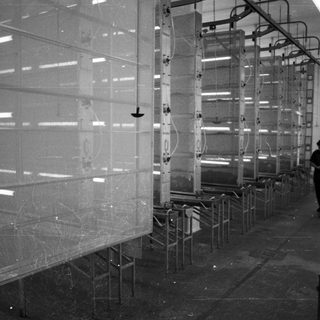 Industrial facility with numerous drying racks and a worker.