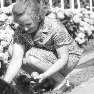 Woman gardening near flowers and a brick path.