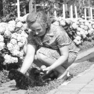 Woman gardening near flowers and a brick path.