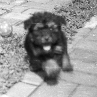 Two puppies run along a brick path with flowers.