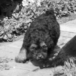 Two dogs sniffing along a brick path near flowers.