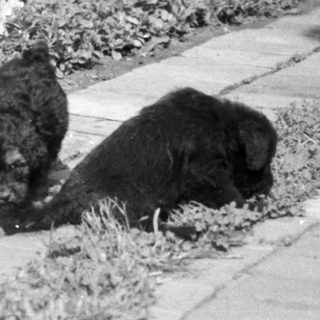 Two dogs sniffing along a brick path near flowers.