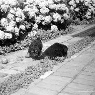 Two dogs sniffing along a brick path near flowers.