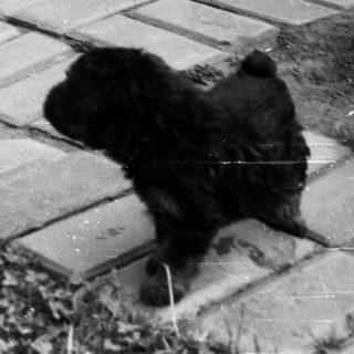 A small dog stands on a brick path.