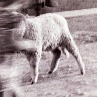 Children playing with a lamb in a rural setting.