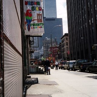 Urban street scene with a parrot shop and tall building.